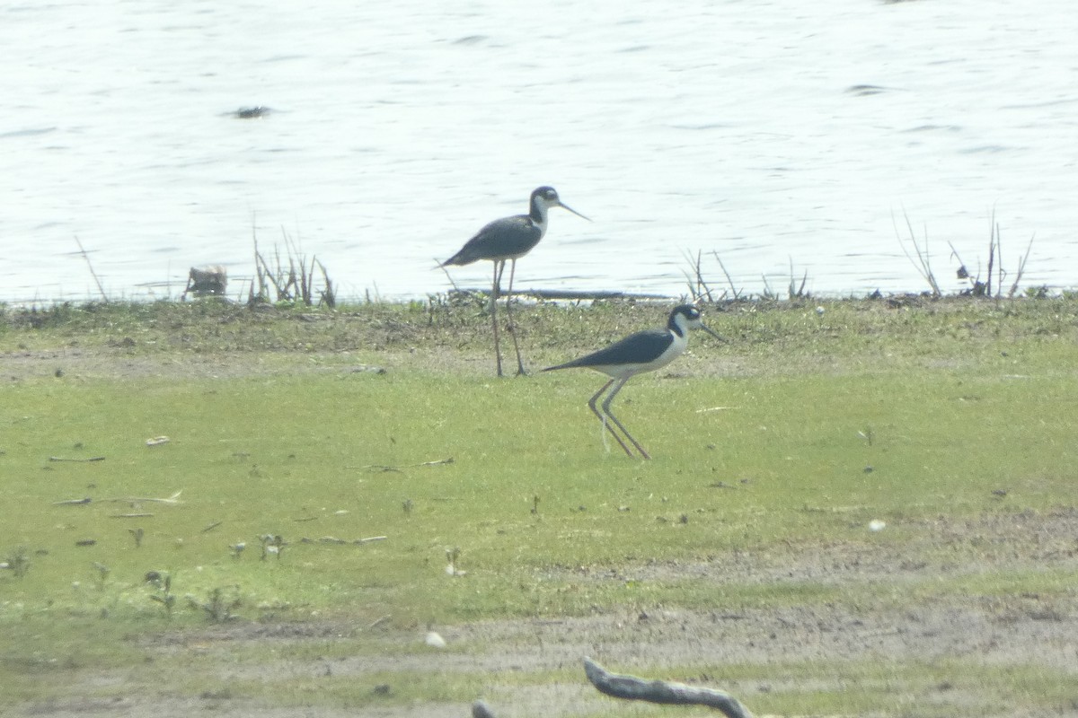 Black-necked Stilt - ML589201081