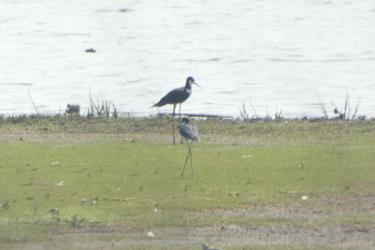 Black-necked Stilt - ML589201091