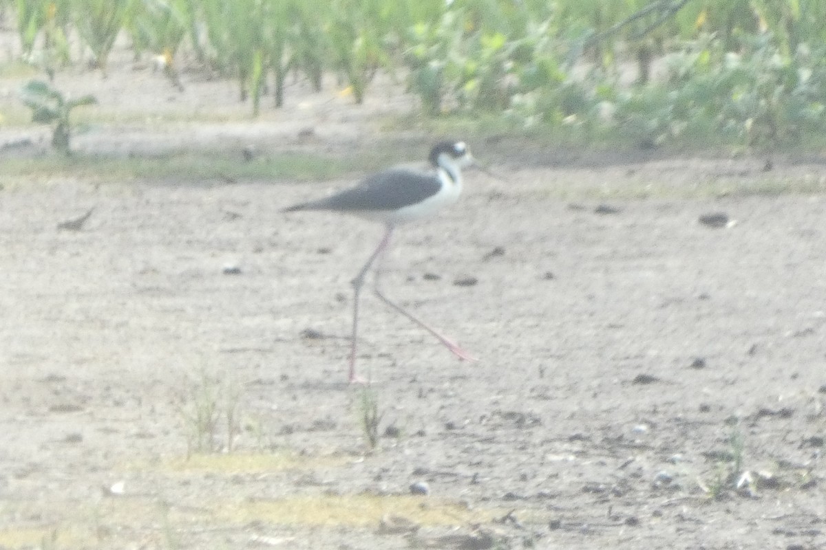 Black-necked Stilt - Braydon Leary