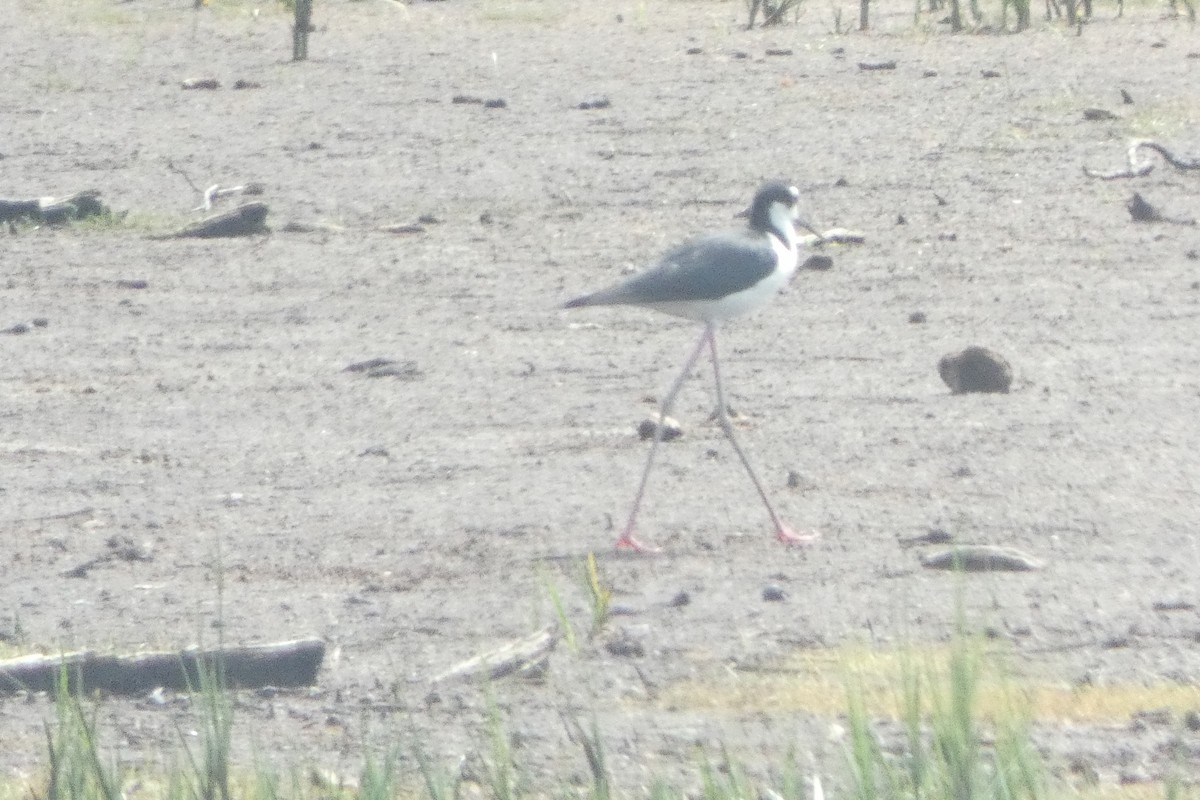 Black-necked Stilt - ML589201111