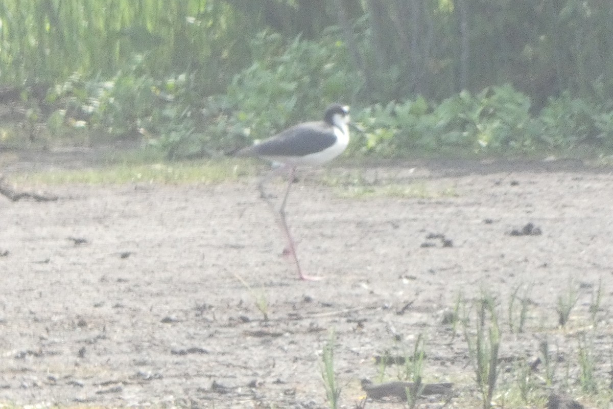 Black-necked Stilt - ML589201141