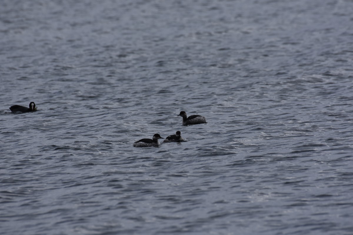 Eared Grebe - ML589203241