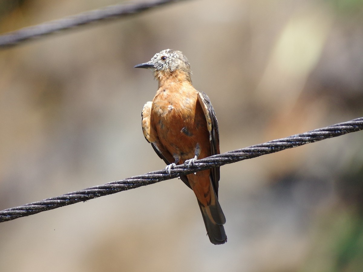 Cliff Flycatcher (Cliff) - ML589203751