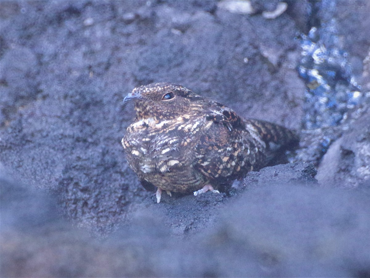 Blackish Nightjar - ML589203821