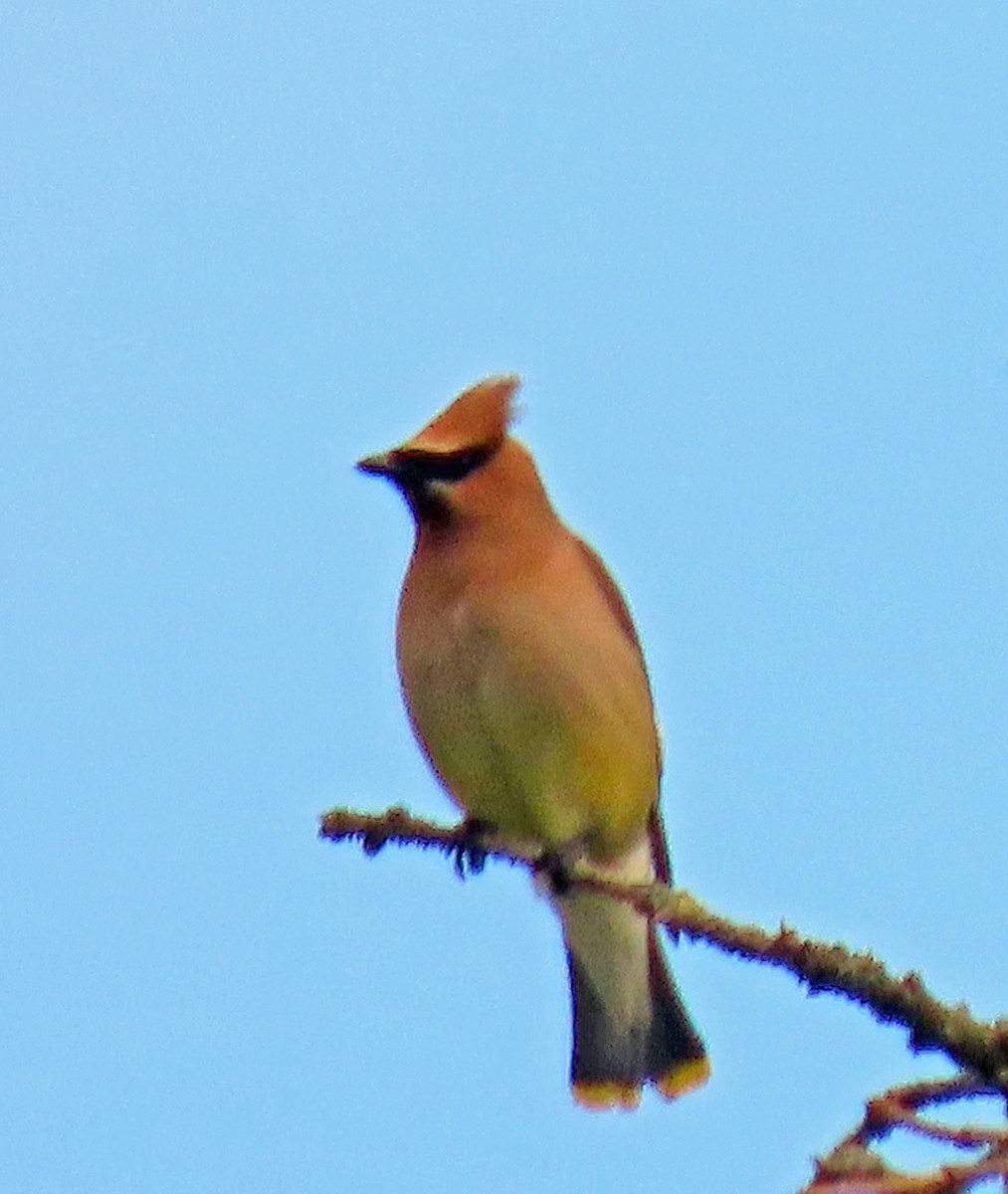 Cedar Waxwing - ML589204201