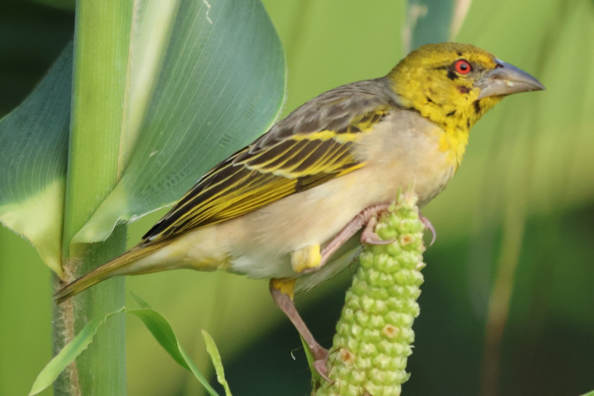 Village Weaver - ML589204261