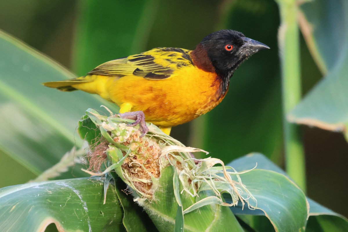 Village Weaver - ML589204291