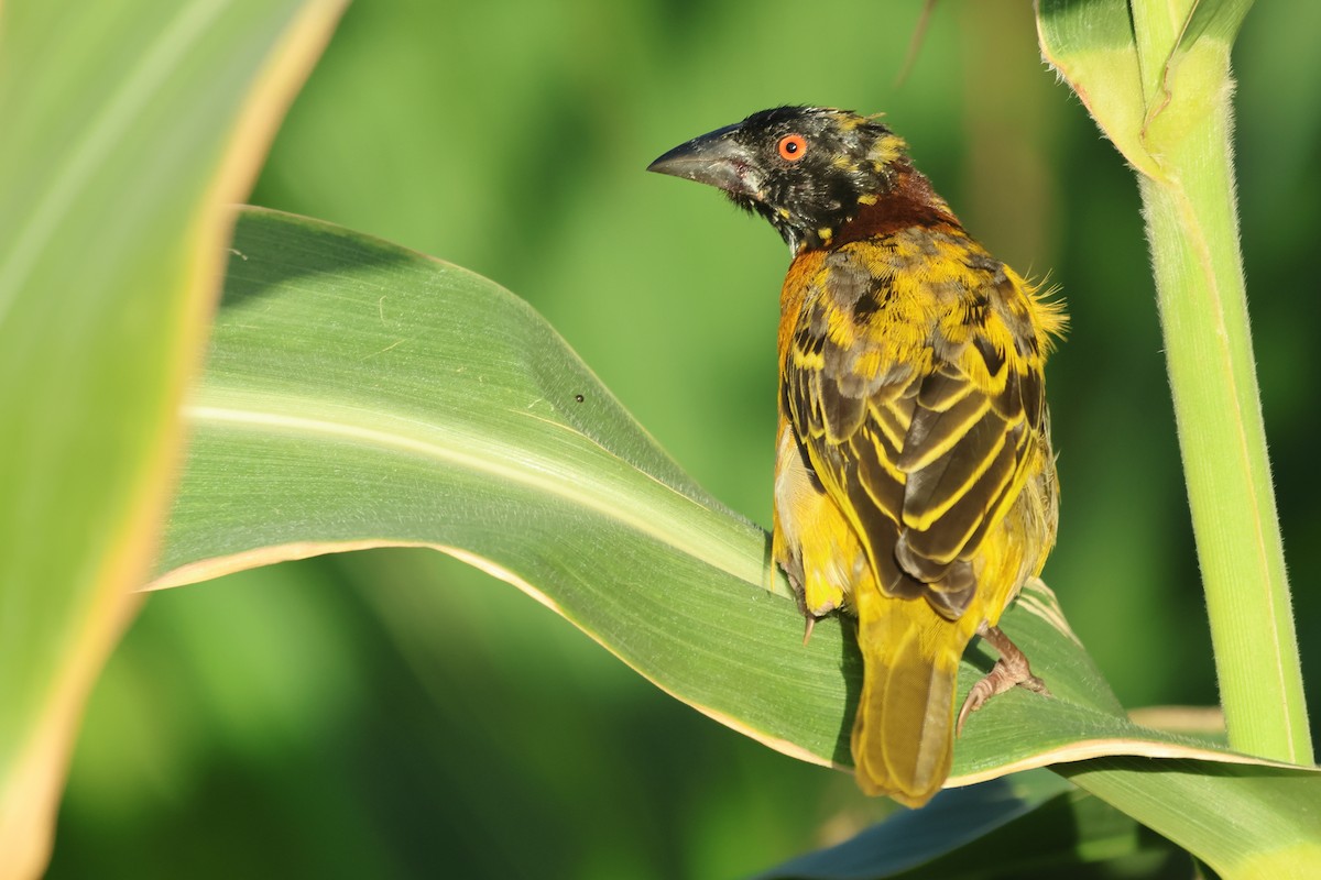 Village Weaver - ML589204311