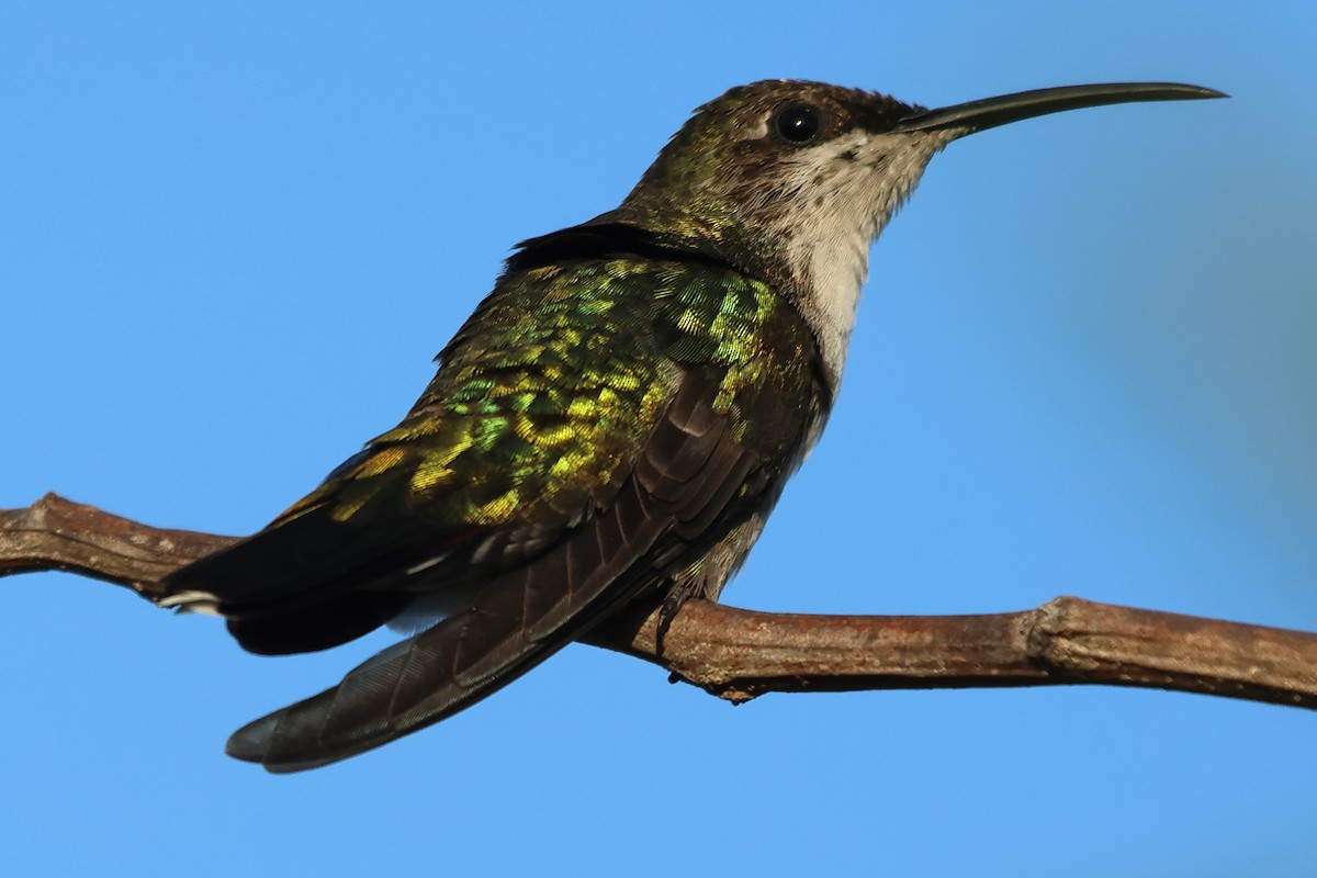kolibřík haitský - ML589204831
