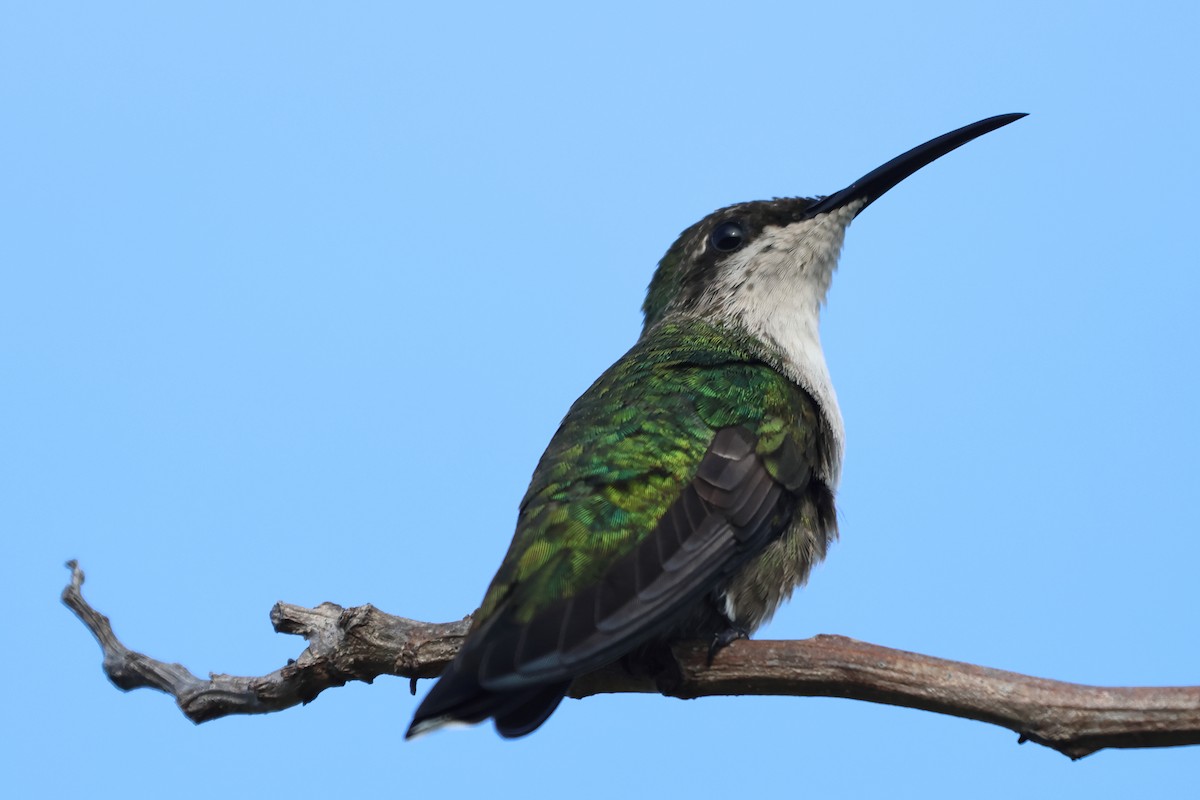 kolibřík haitský - ML589204851