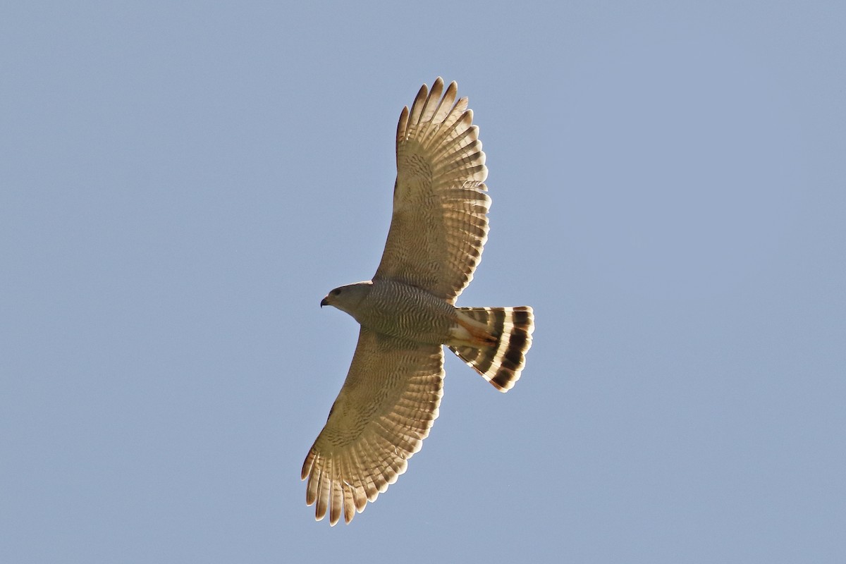 Gray Hawk - ML589205381