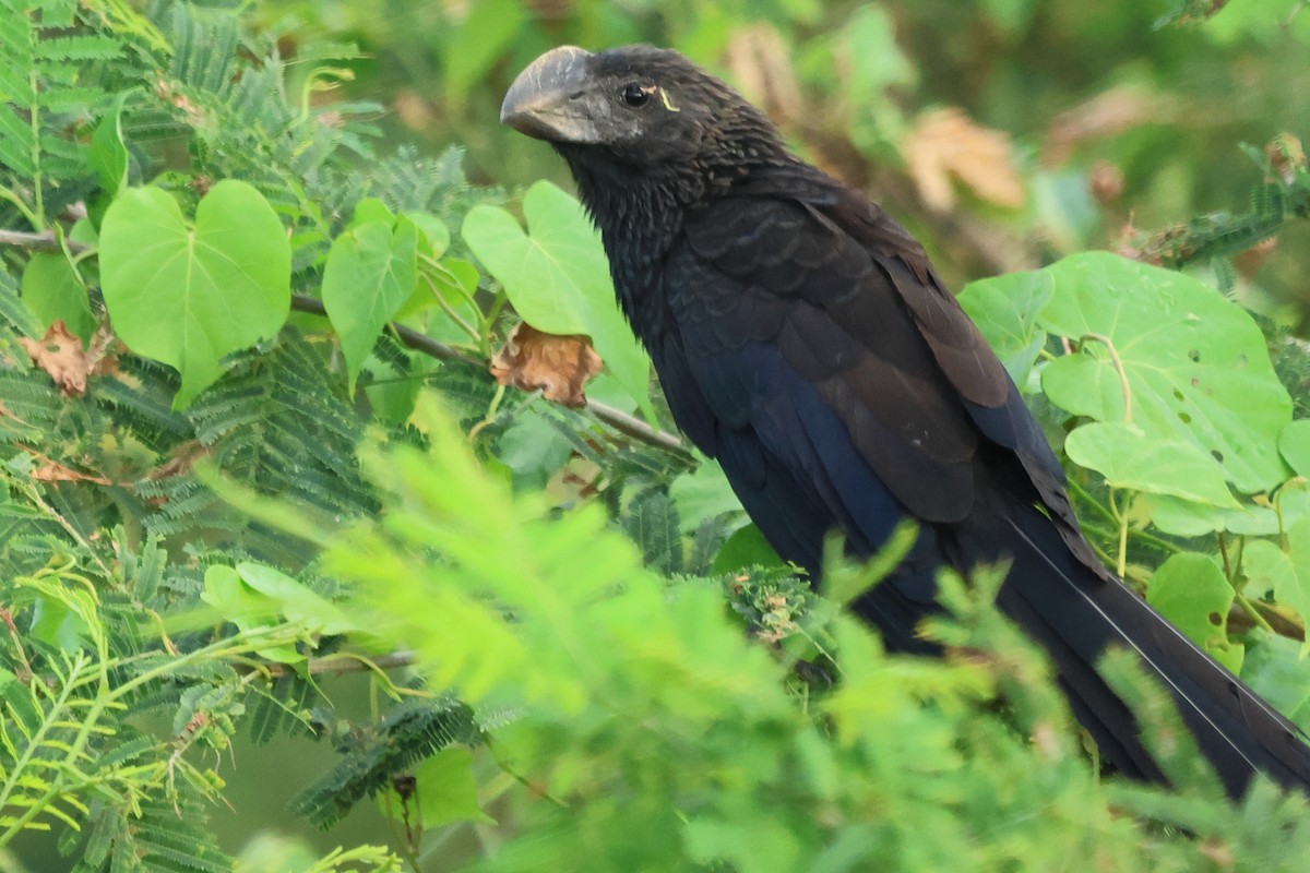 Smooth-billed Ani - ML589205641