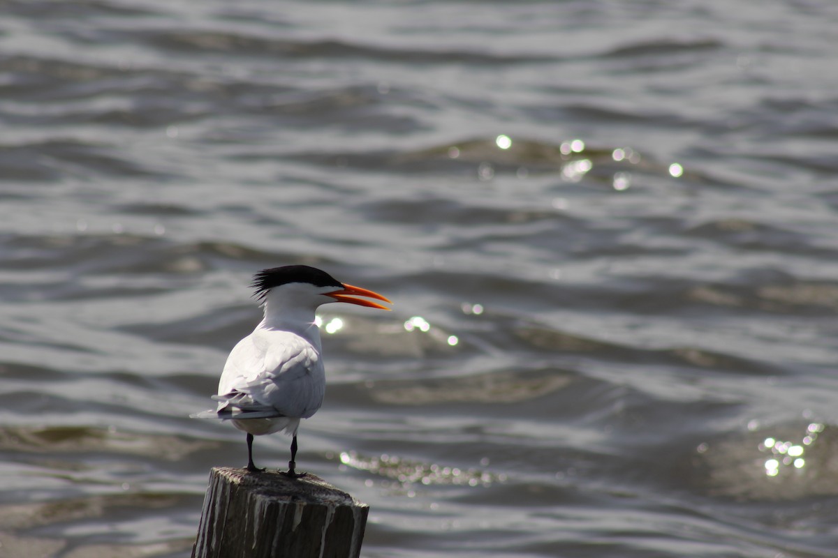 Royal Tern - ML58920591