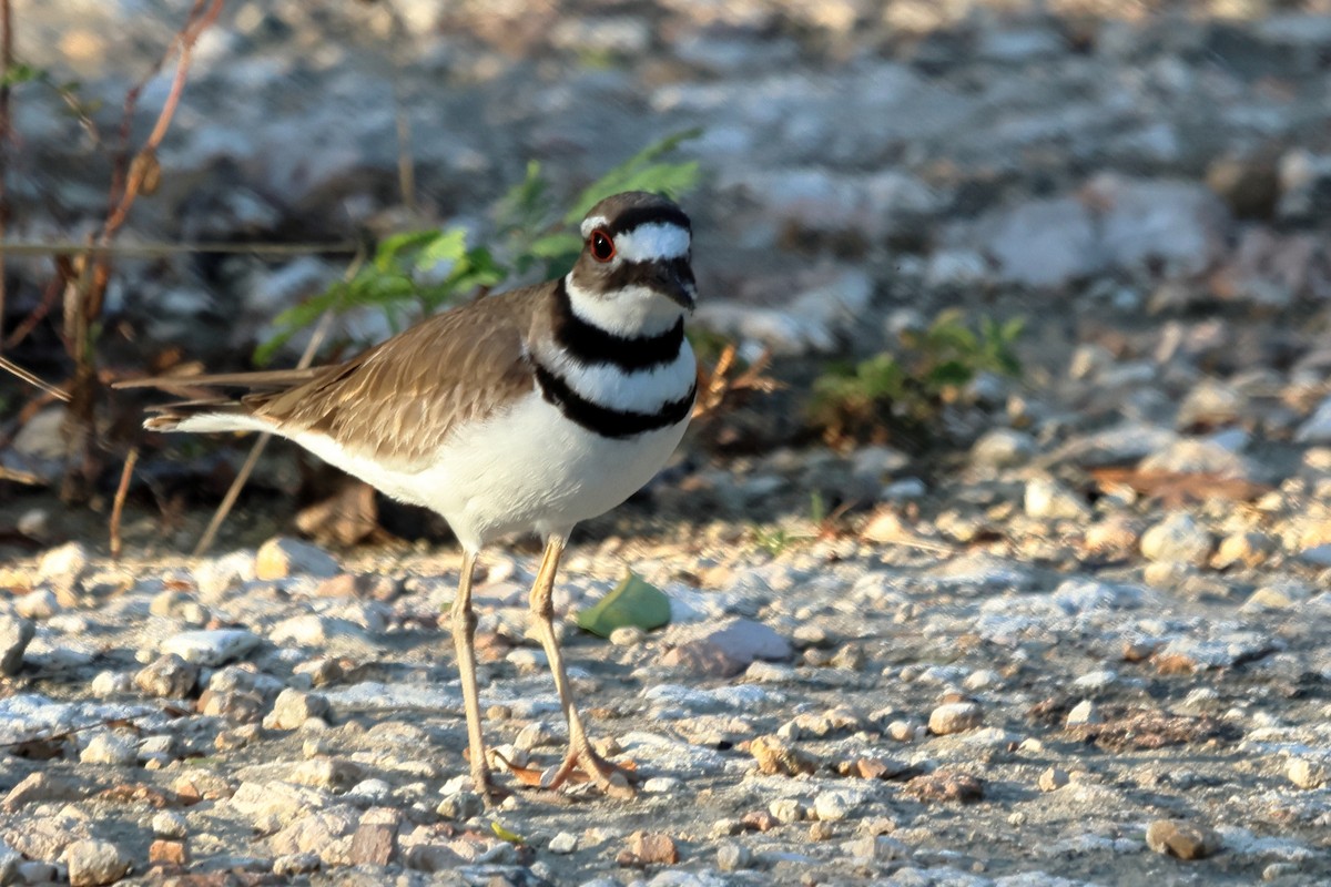 Killdeer - ML589205911