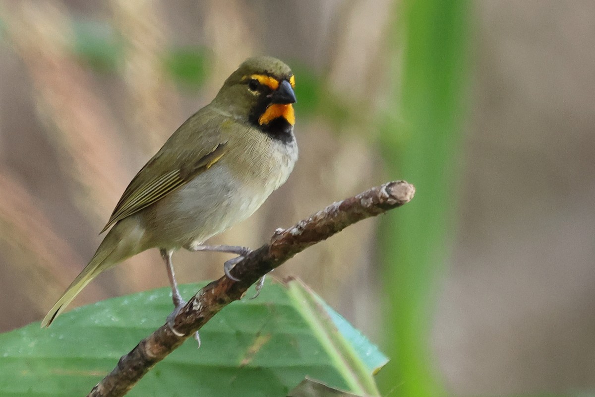 Yellow-faced Grassquit - ML589206291