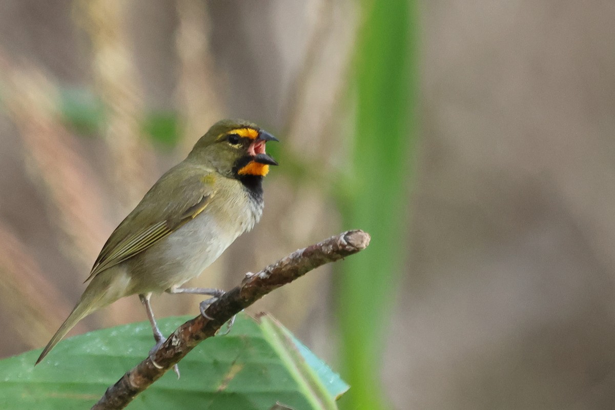 Yellow-faced Grassquit - ML589206301