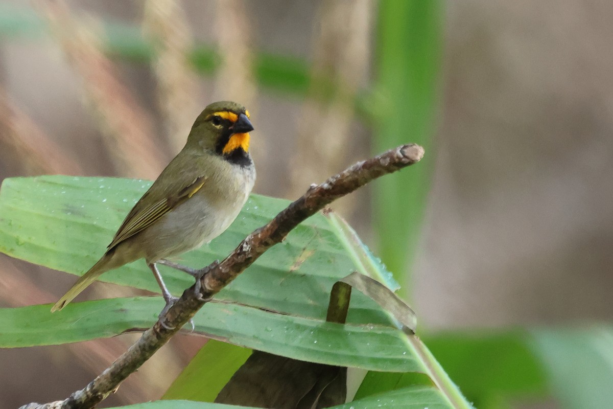 Yellow-faced Grassquit - ML589206311