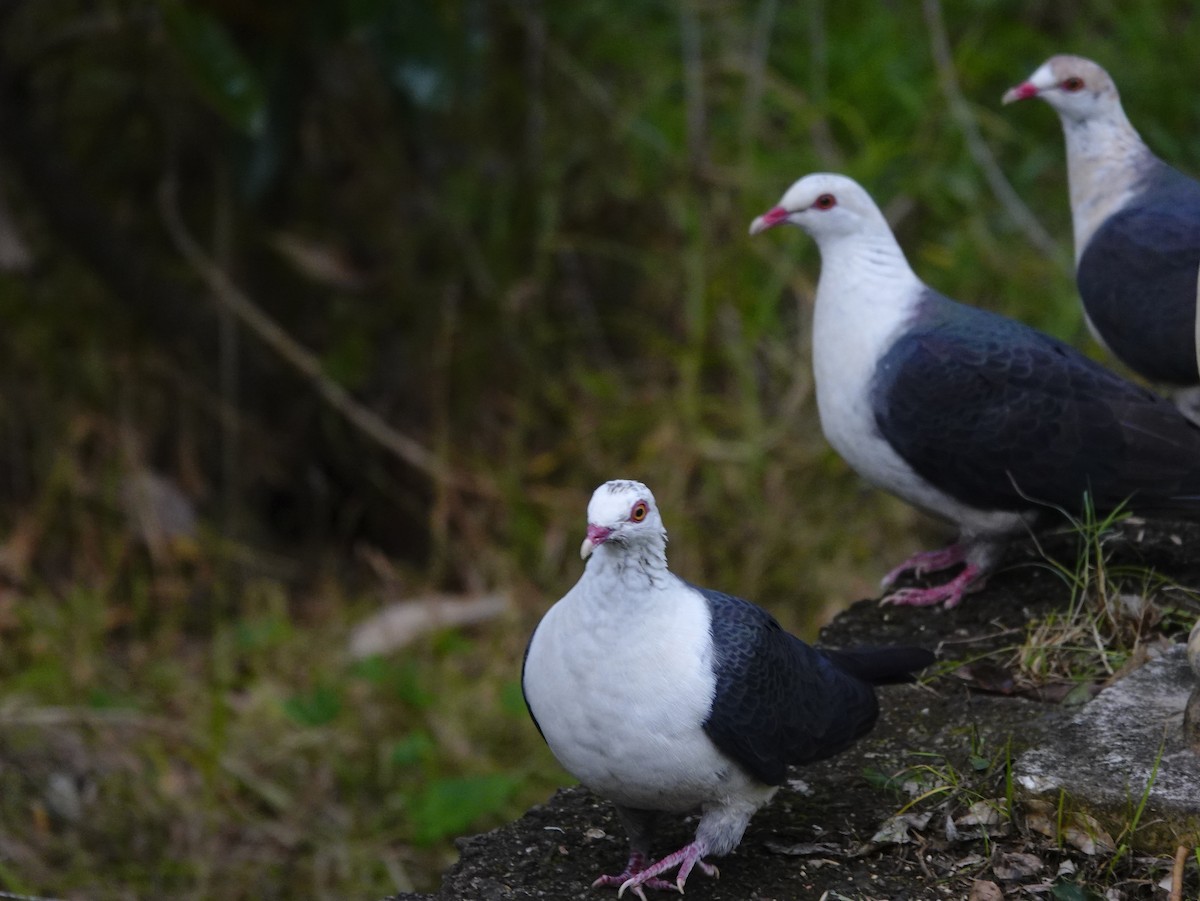 White-headed Pigeon - Eric Finley