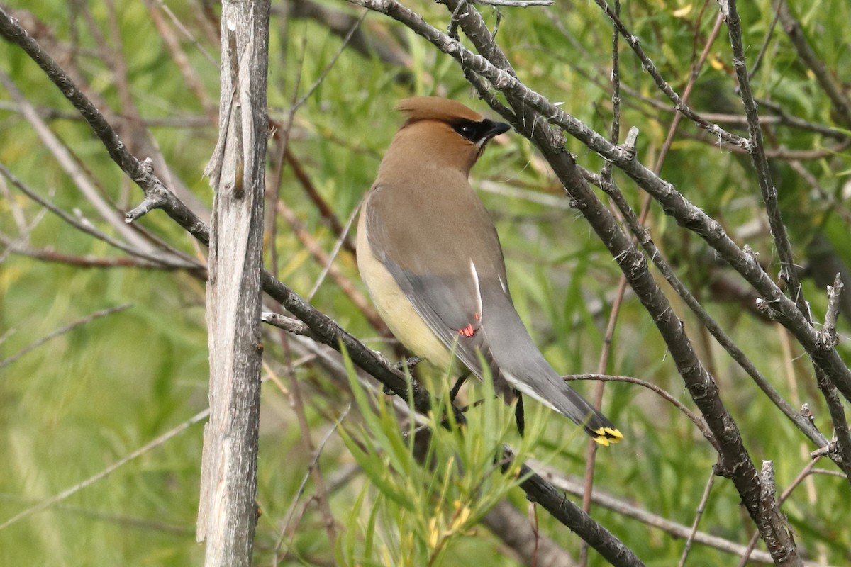 Cedar Waxwing - Jay Follett