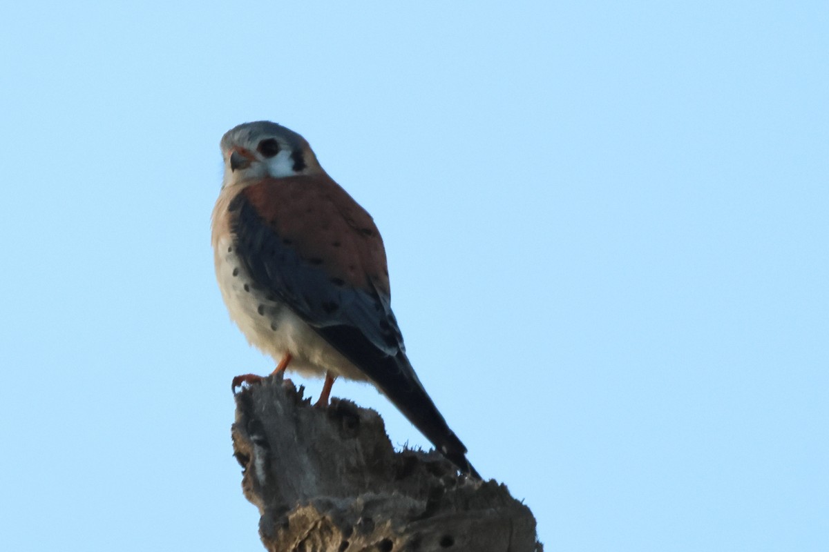 American Kestrel - ML589207171