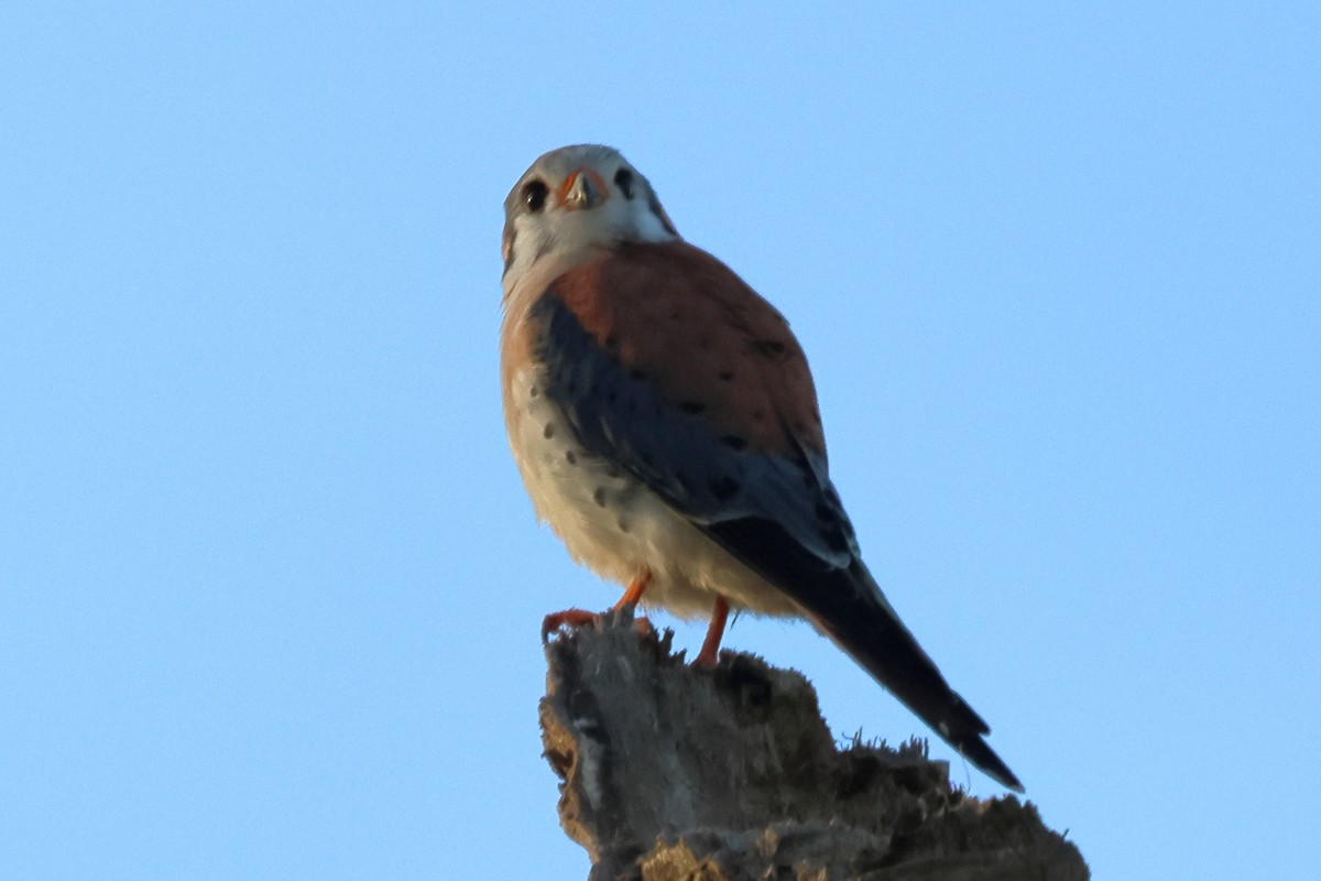 American Kestrel - ML589207181