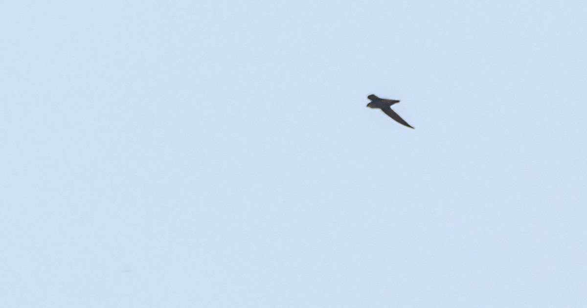Chimney Swift - ML589208311