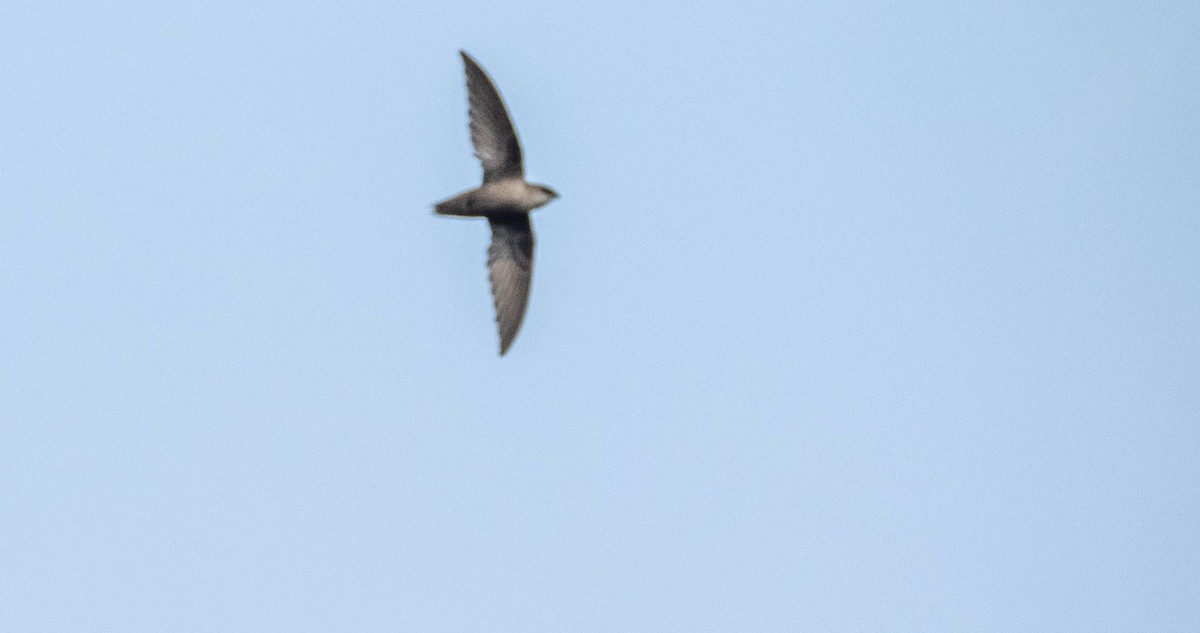 Chimney Swift - ML589208321