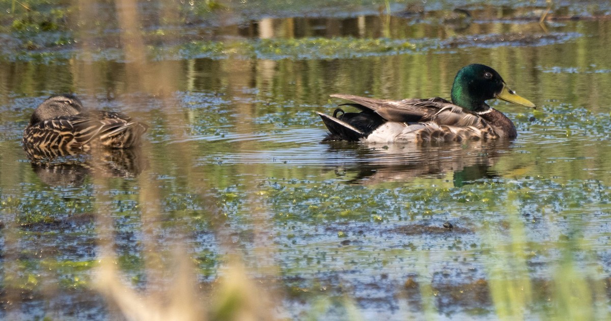 Stockente - ML589208481