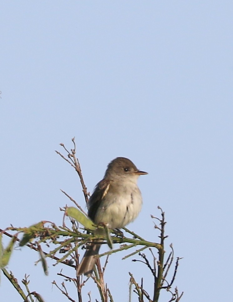 Willow Flycatcher - ML589208551