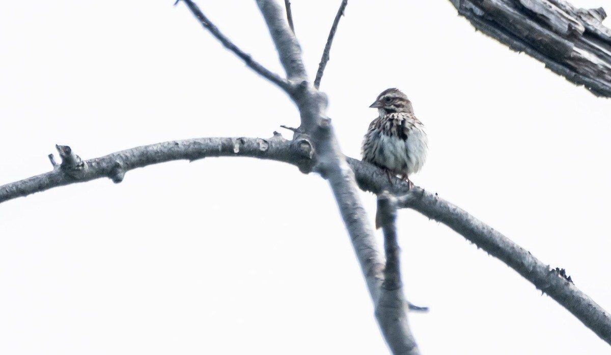 Song Sparrow - ML589209081