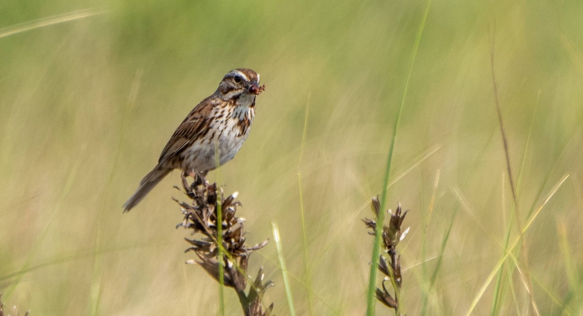 Song Sparrow - ML589209091