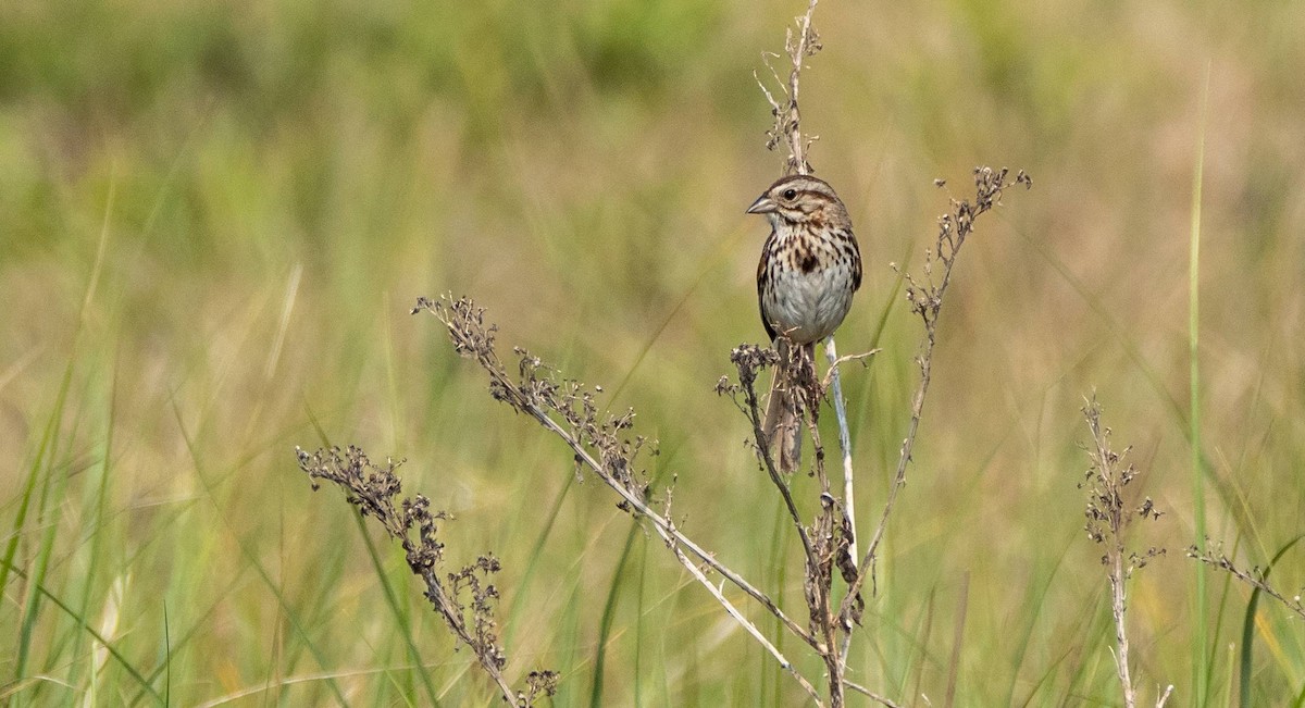 Song Sparrow - ML589209111