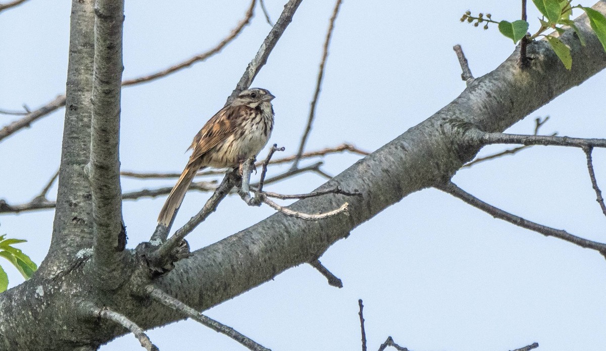 Song Sparrow - ML589209121