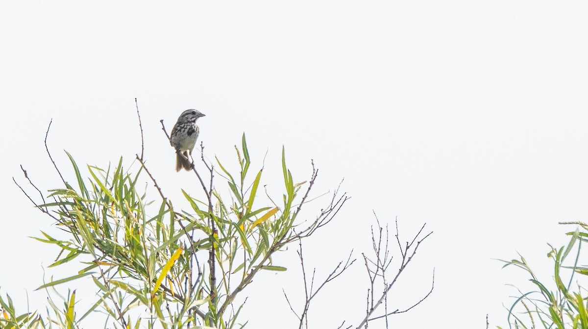 Song Sparrow - ML589209131