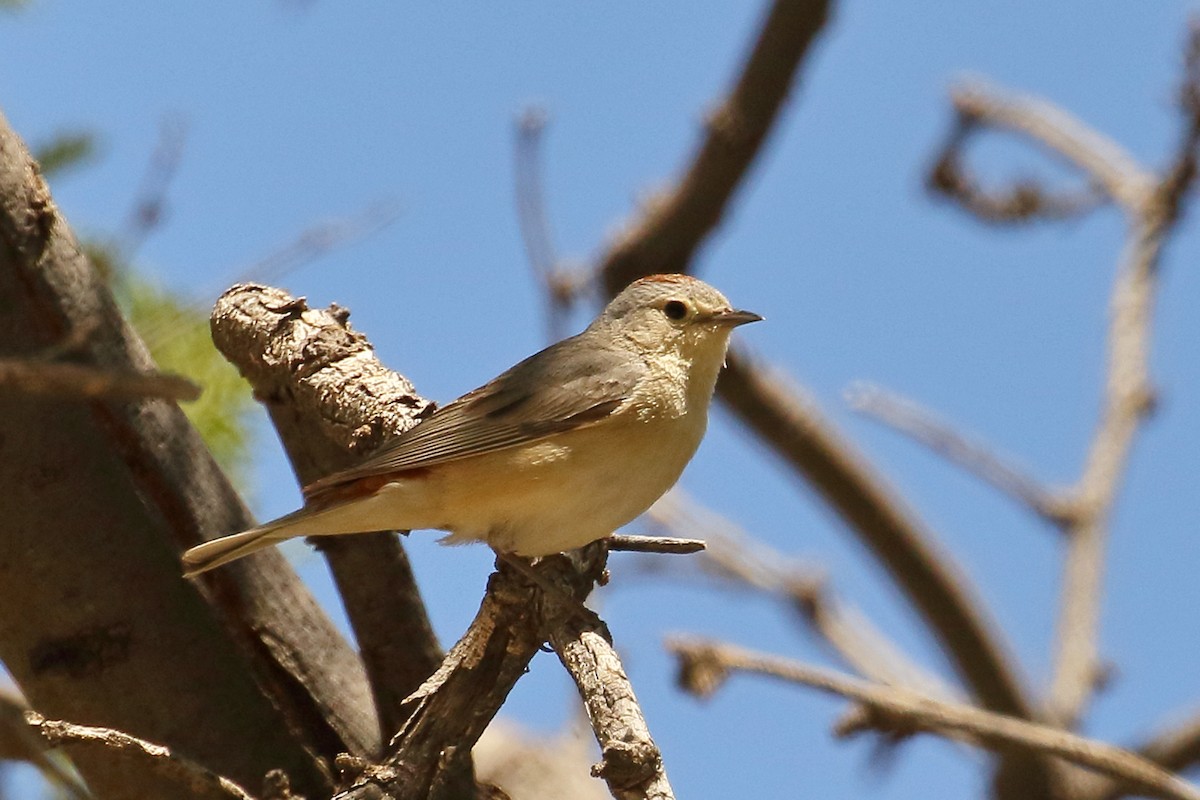 Lucy's Warbler - ML589209301