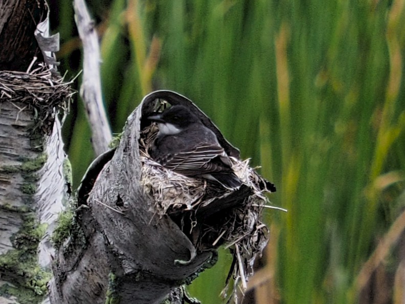 Eastern Kingbird - ML589209511