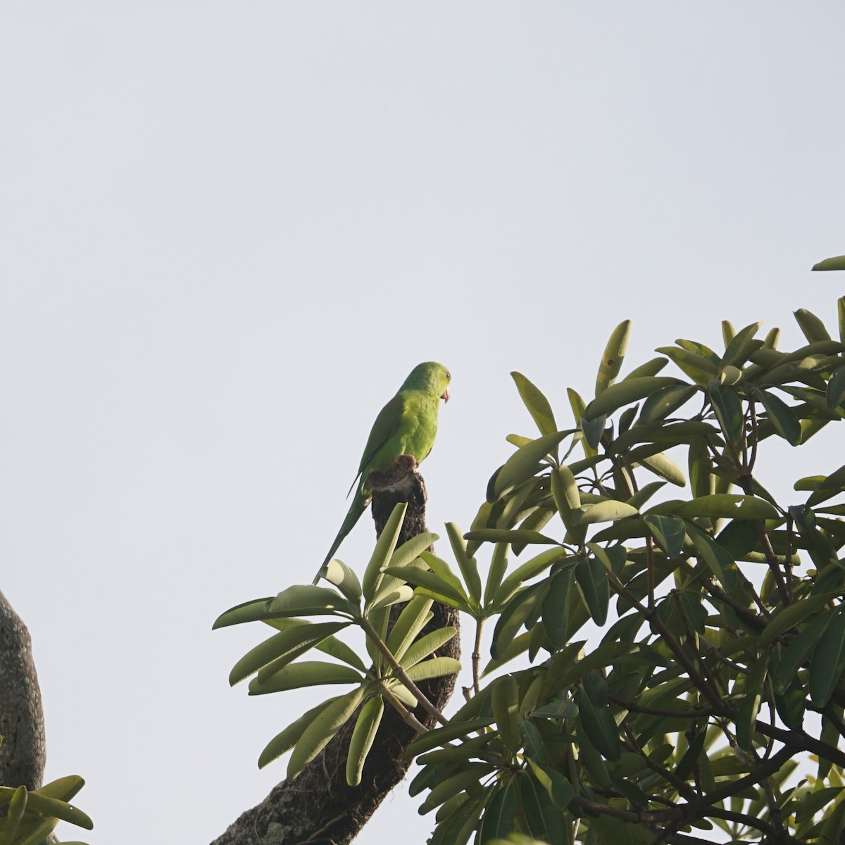 Plain Parakeet - ML589209881