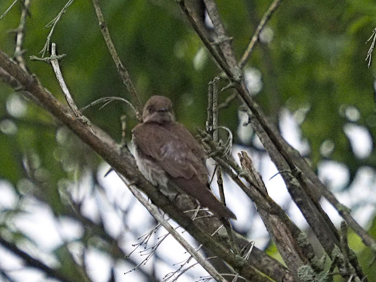 Northern Rough-winged Swallow - ML589210631