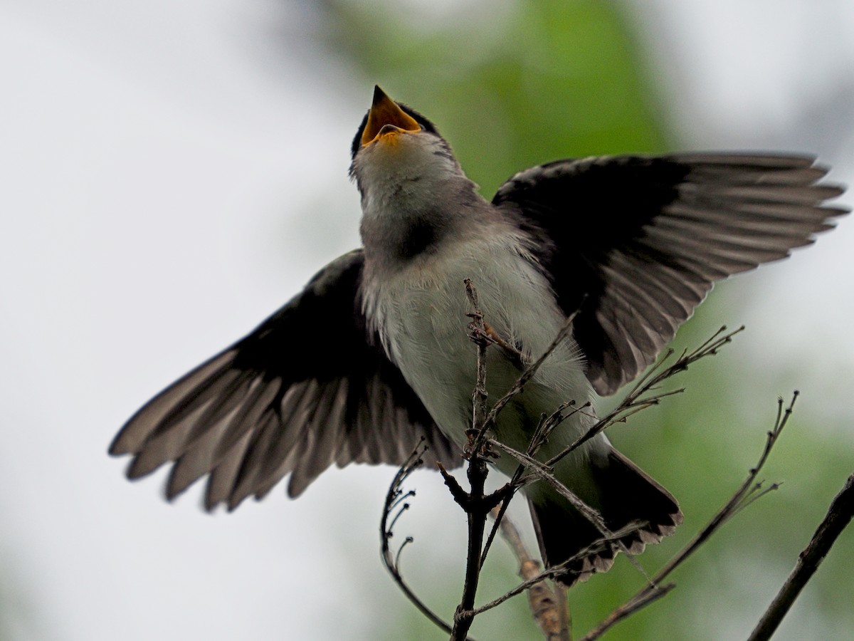 Tree Swallow - Jeffrey Popenhagen, Jr