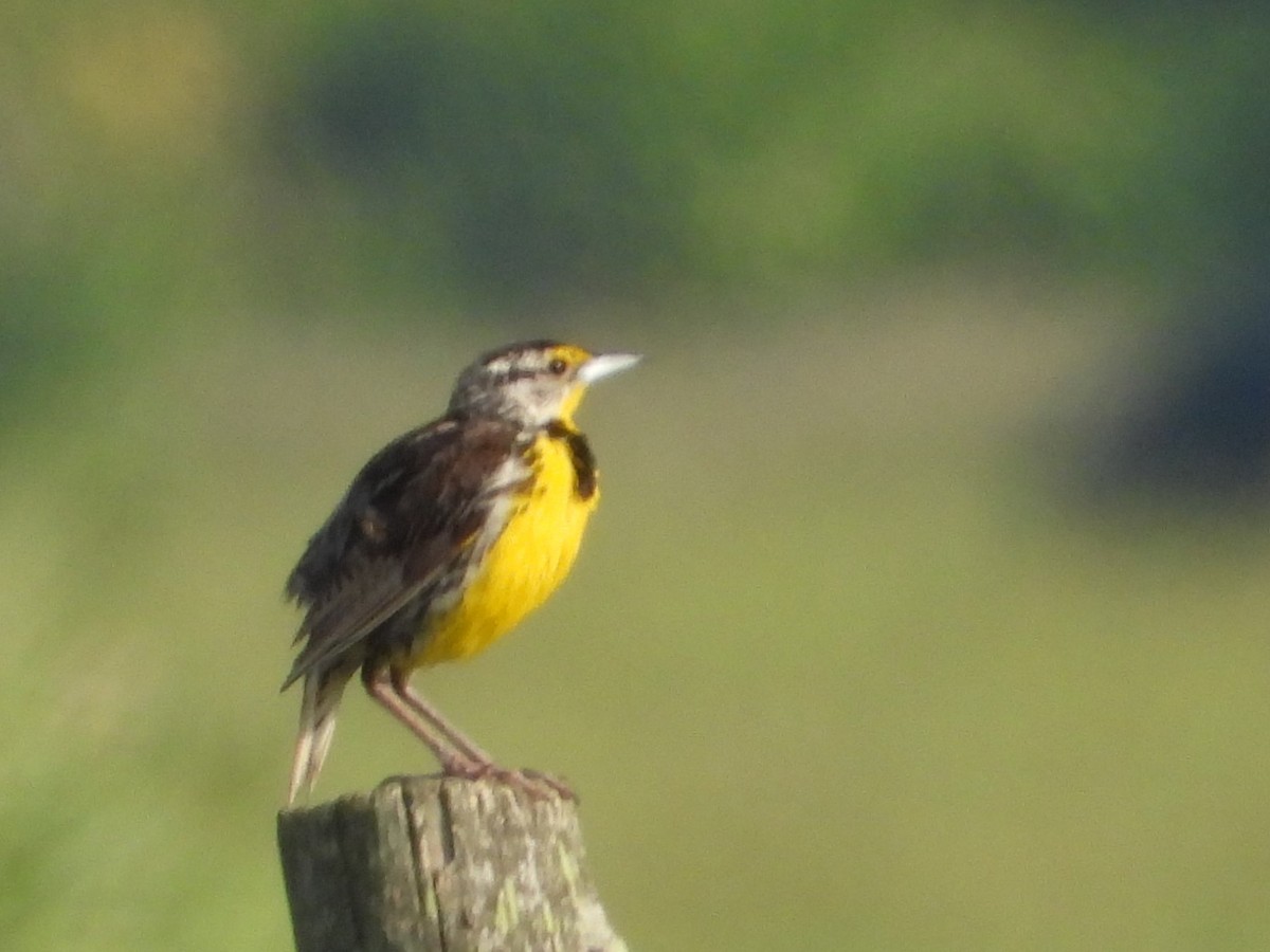 Eastern Meadowlark - ML589211171