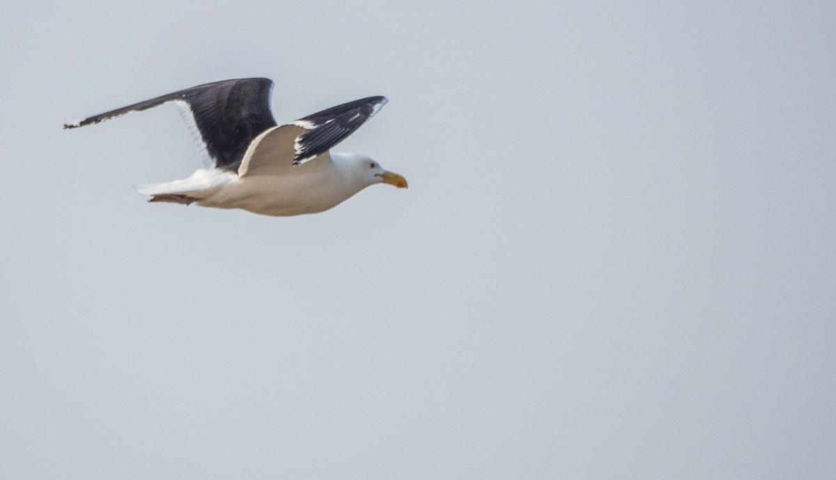 Great Black-backed Gull - ML589211511