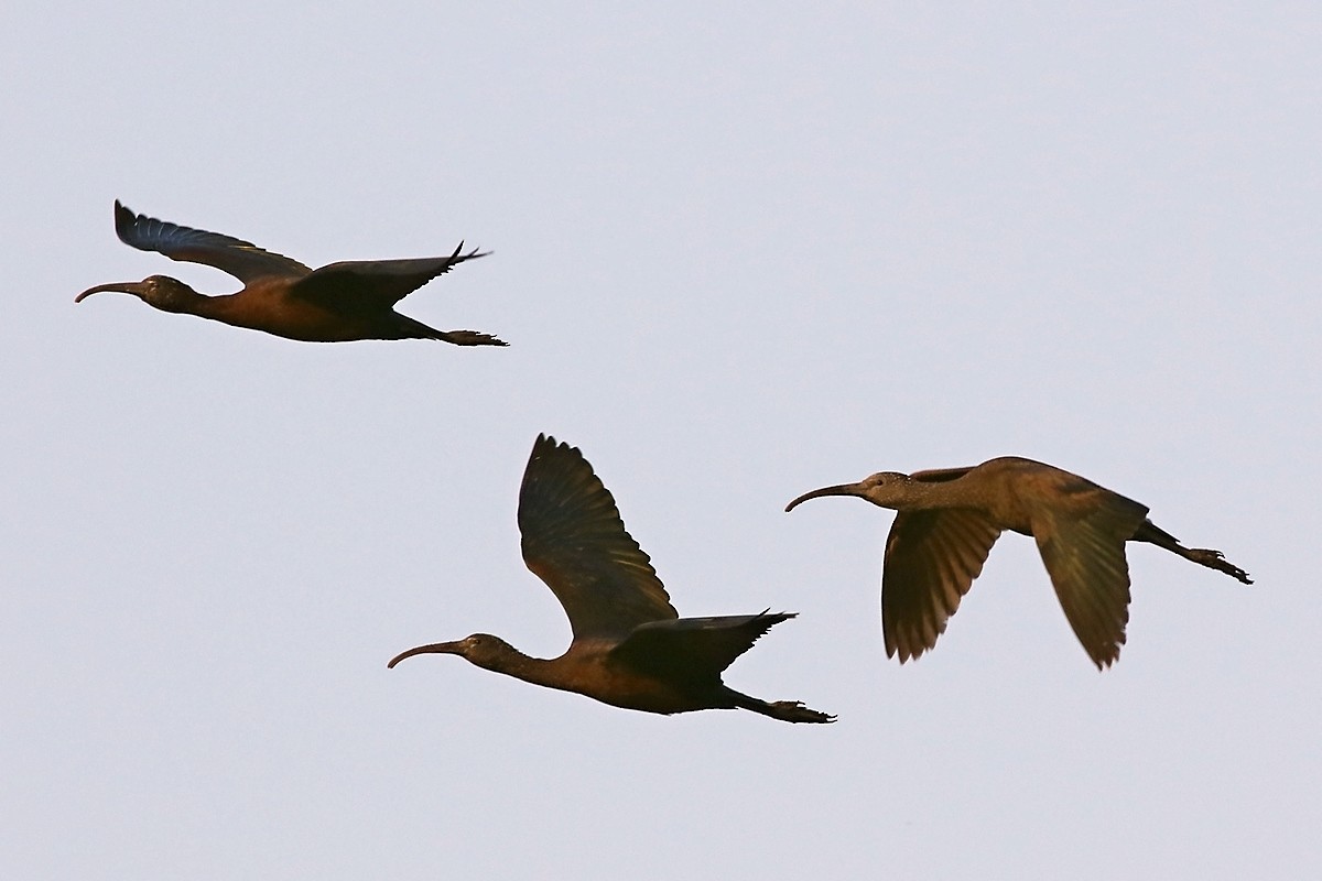 ibis hnědý - ML589211751