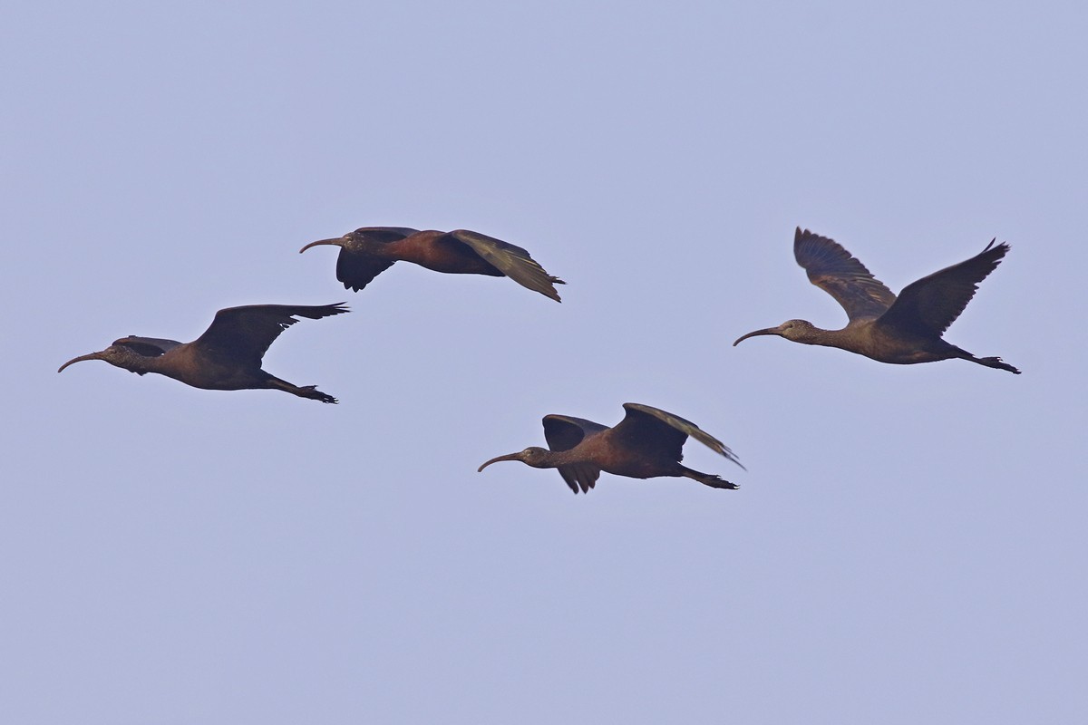 ibis hnědý - ML589211761