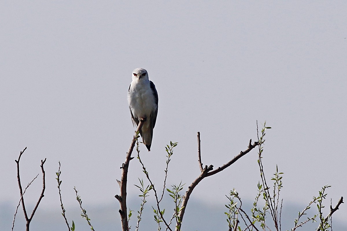 Black-winged Kite - ML589212231