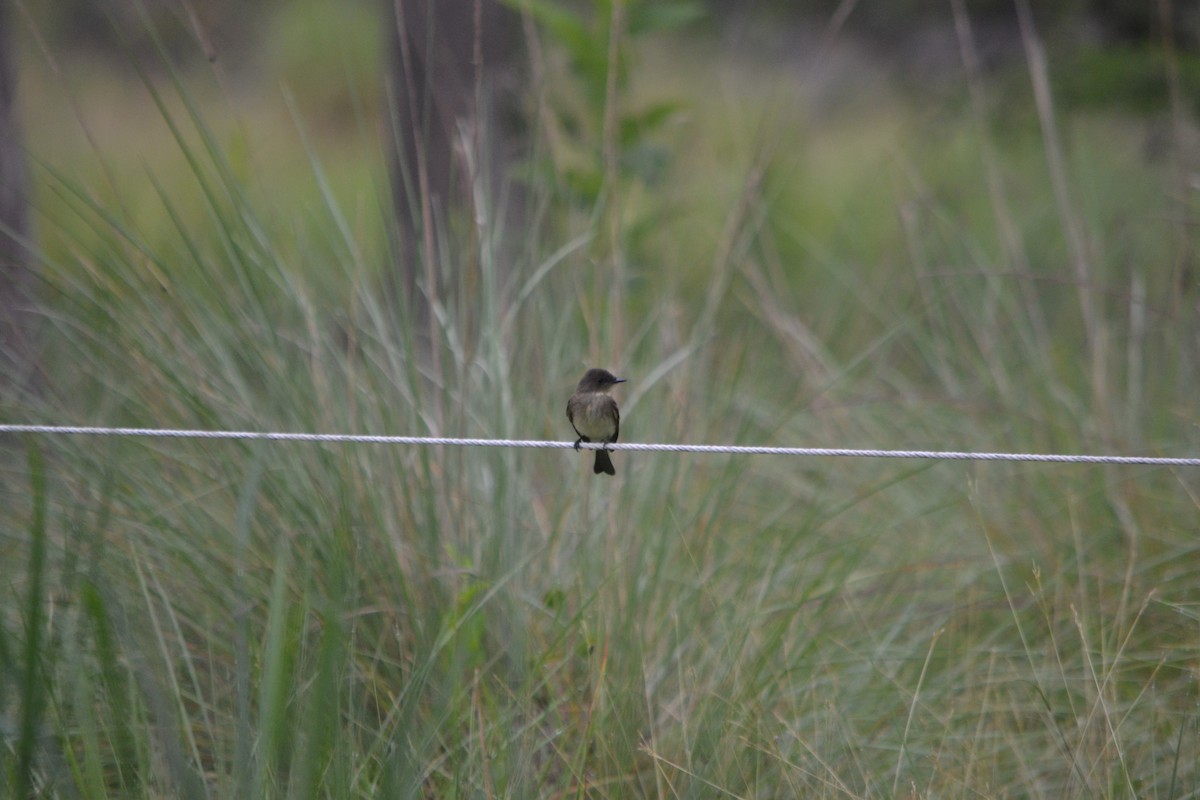 Eastern Phoebe - ML589212381