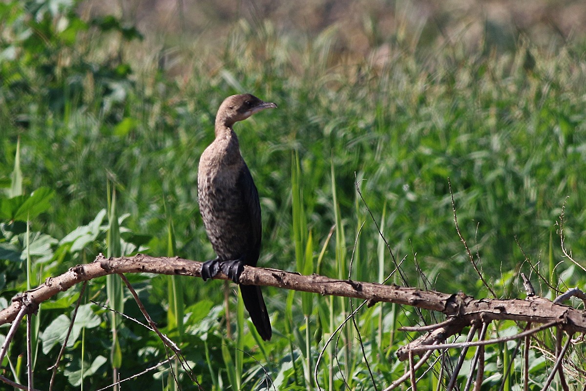 Pygmy Cormorant - ML589212401