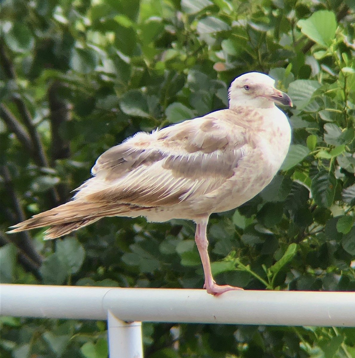 Herring Gull (American) - ML589212571