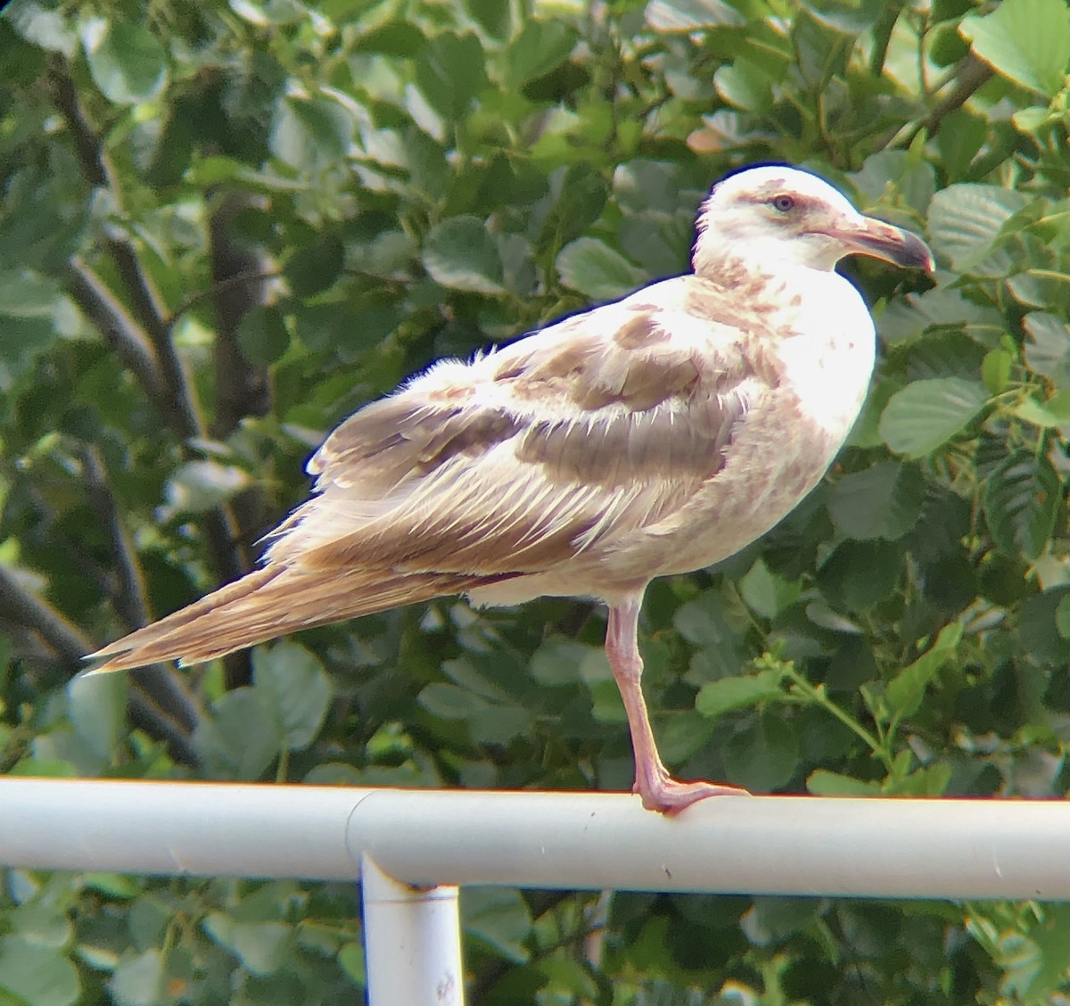 Herring Gull (American) - ML589212581