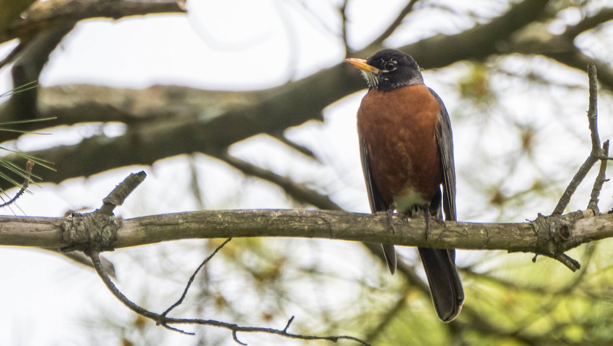 drozd stěhovavý - ML589212671