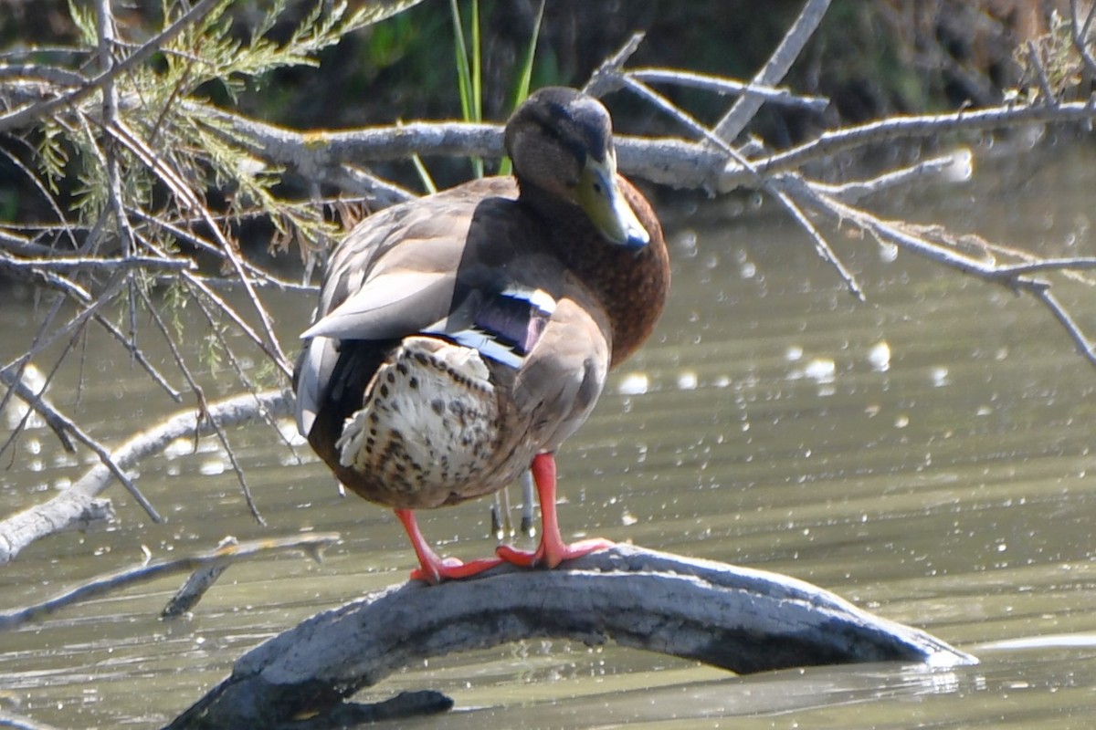 Canard colvert - ML589212691